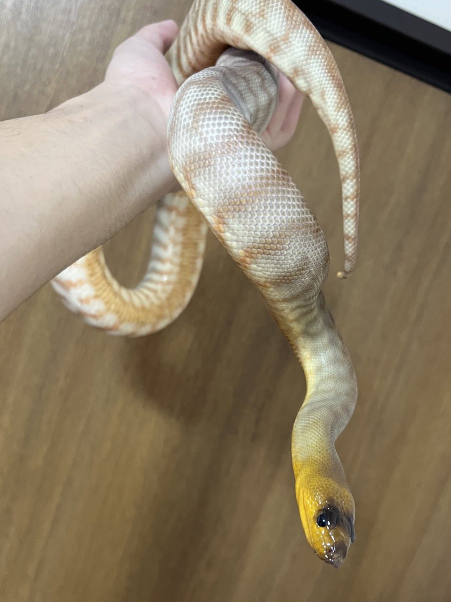 toriaezu_nama4's tweet image. 優しい顔してるね君は🐍
#womapython