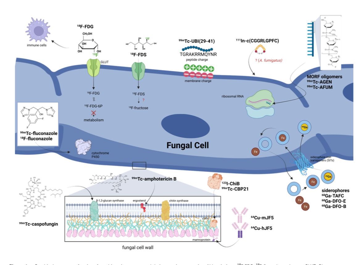 Werner Siemens Imaging Center (@wsic_tuebingen) on Twitter photo Happy to share a new review on #imaging of fungal infection published in The Journal of Infectious Diseases: doi.org/10.1093/infdis… by Nicolas Bézière @NicolasBeziere, as part of a great collaboration with colleagues Jianhao Lai, Benjamin Wang, Milos Petrik and Hammoud Dima. Happy to share a new review on #imaging of fungal infection published in The Journal of Infectious Diseases: doi.org/10.1093/infdis… by Nicolas Bézière @NicolasBeziere, as part of a great collaboration with colleagues Jianhao Lai, Benjamin Wang, Milos Petrik and Hammoud Dima.