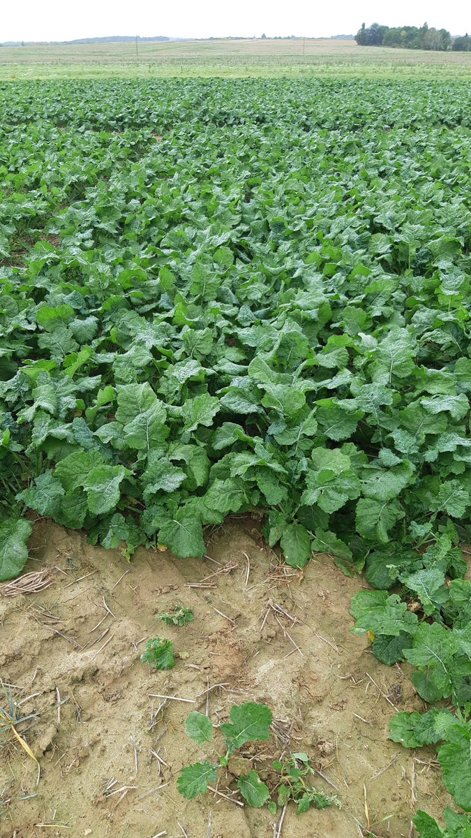 Semences de France tweet media