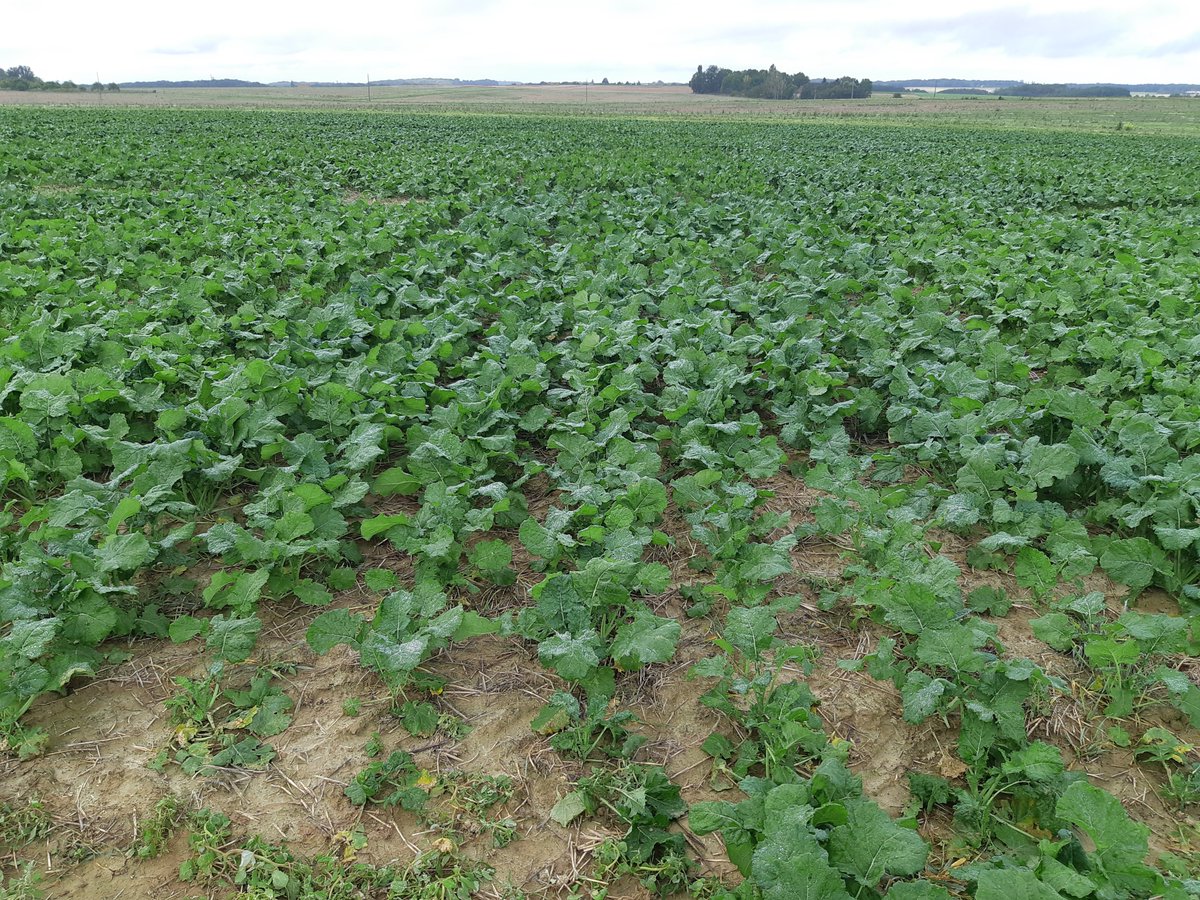 Semences de France tweet media