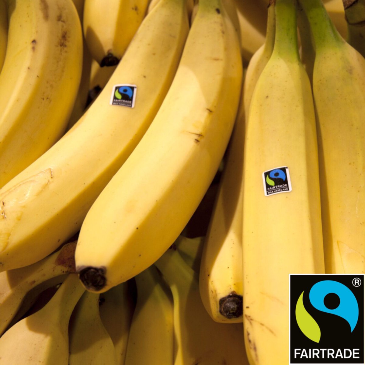 Reilu kauppa vaikuttaa banaanin viljelyyn mm. takaamalla työntekijöille riittävät ansiotulot ja maksamalla banaaninviljelijöille, sekä tuottajayhteisöille Reilun kaupan lisiä. 1/3