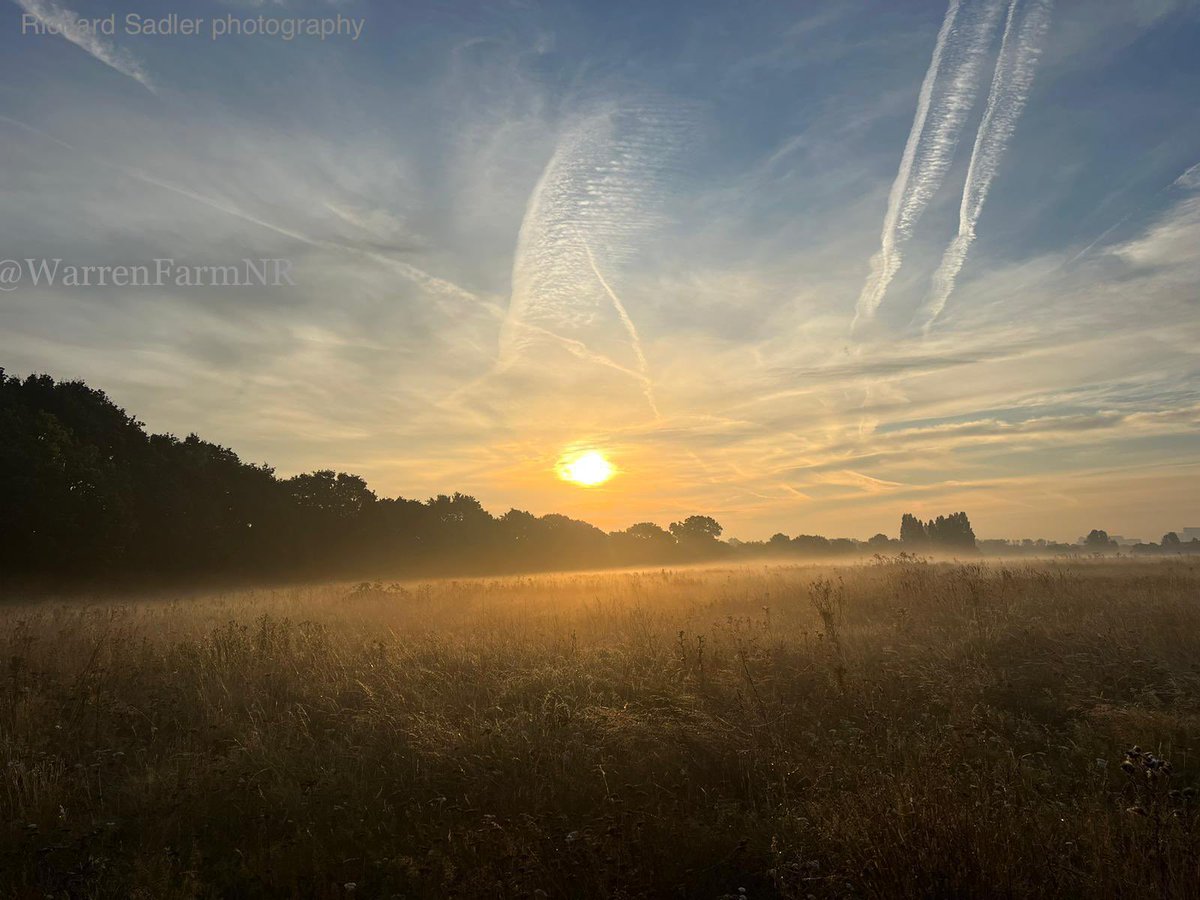 Early #morning mist 🥰Where our community come to hear Skylarks sing & watch Barn Owls hunt, to connect with nature, enjoy epic sunrises & sunsets, cloudscapes & stars in our #rewilded meadow, open to all💚@EalingCouncil pls listen & care for #WarrenFarmNR 🙏🏼#WorldMentalHealthDay