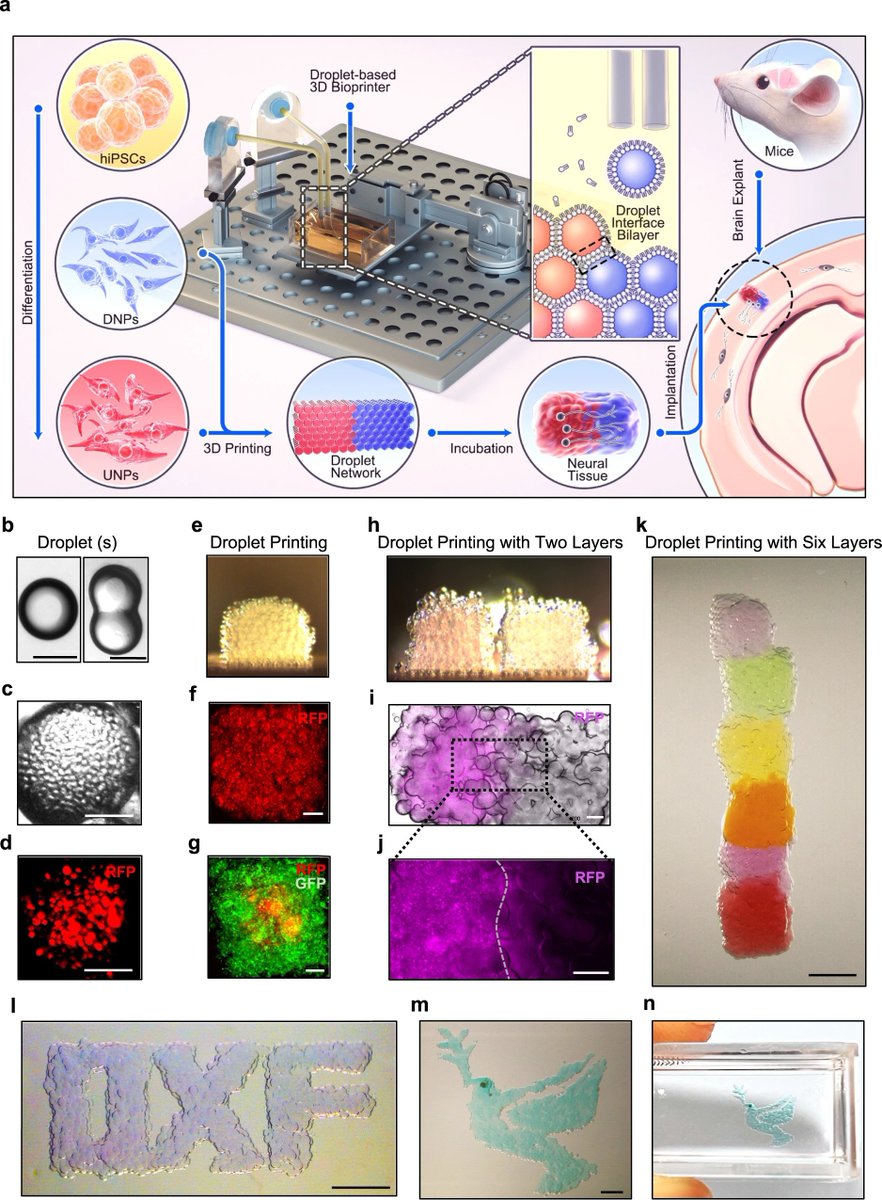 Oxford Martin School (@oxmartinschool) on Twitter photo 🧠 A breakthrough by the Oxford Martin Programme on 3D Printing for Brain Repair!
<a href="/UniofOxford/">University of Oxford</a> researchers successfully 3D print neural cells that mimic the cerebral cortex, paving the way for tailored brain injury repairs.
Published in <a href="/NatureComms/">Nature Communications</a> ⬇️
oxfordmartin.ox.ac.uk/news/oxford-re… 🧠 A breakthrough by the Oxford Martin Programme on 3D Printing for Brain Repair!
<a href="/UniofOxford/">University of Oxford</a> researchers successfully 3D print neural cells that mimic the cerebral cortex, paving the way for tailored brain injury repairs.
Published in <a href="/NatureComms/">Nature Communications</a> ⬇️
oxfordmartin.ox.ac.uk/news/oxford-re…
