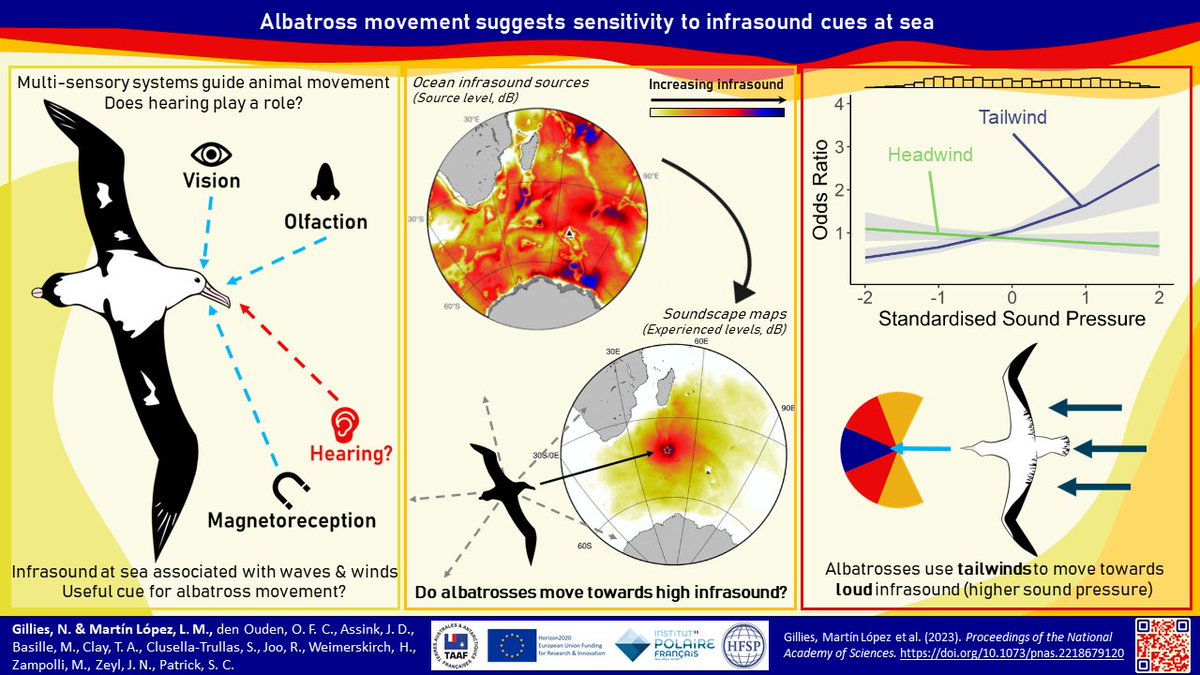 Excited to see our new paper, led by myself and @luciamartinaml, published in @PNASNews! We look at movement trajectories of wandering #albatross and find they orient towards to v low frequency 'infrasound' 1/n