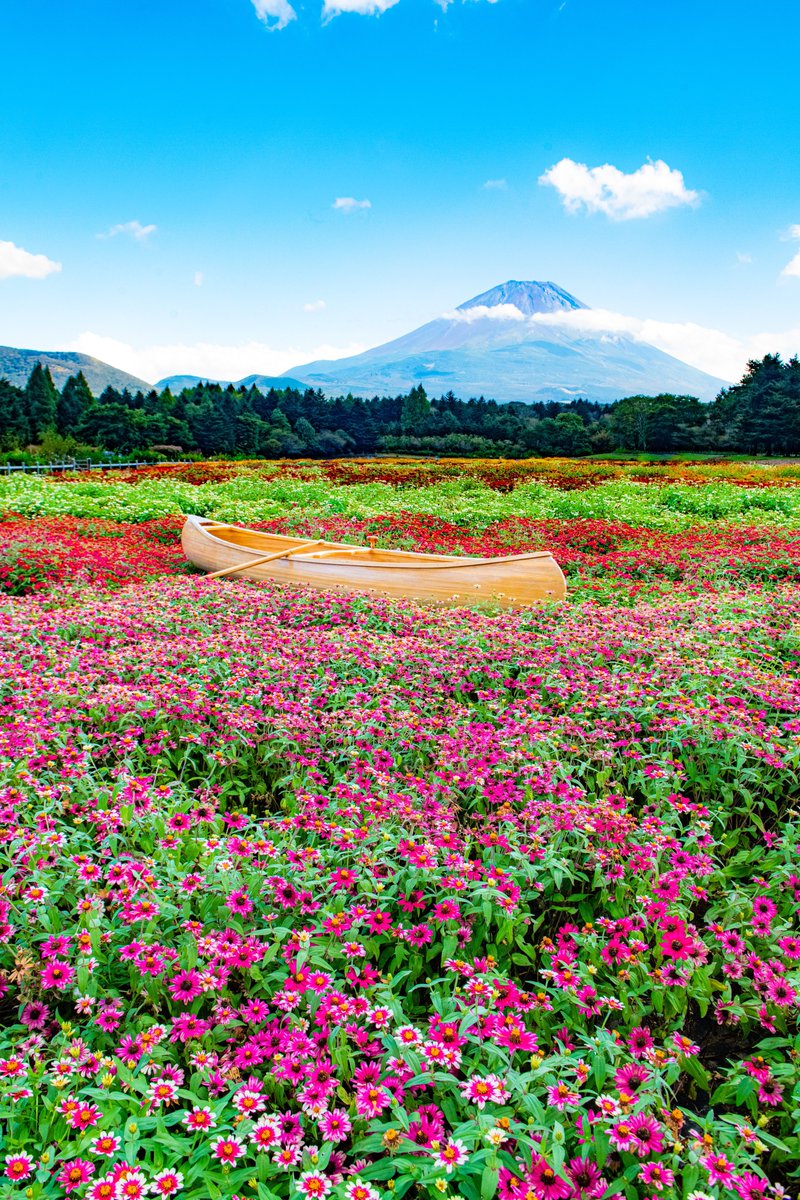 haskap1017's tweet photo. 富士山の麓に虹の花が咲きました https://t.co/ZWOweGyWup