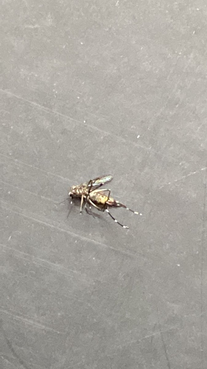 npsharmabhilai's tweet photo. @PMCPune 

Dangue Virus fever has started spreading rapidly in  Gera Emerald South condominium at kharadi pune -14. 
Dangue mosquitoes are  also detected in the flats. 
Request  PMC to spray Dangue mosquito repellants urgently around  Gera South  kharadi, pune -411014 https://t.co/uXEC3pEb69