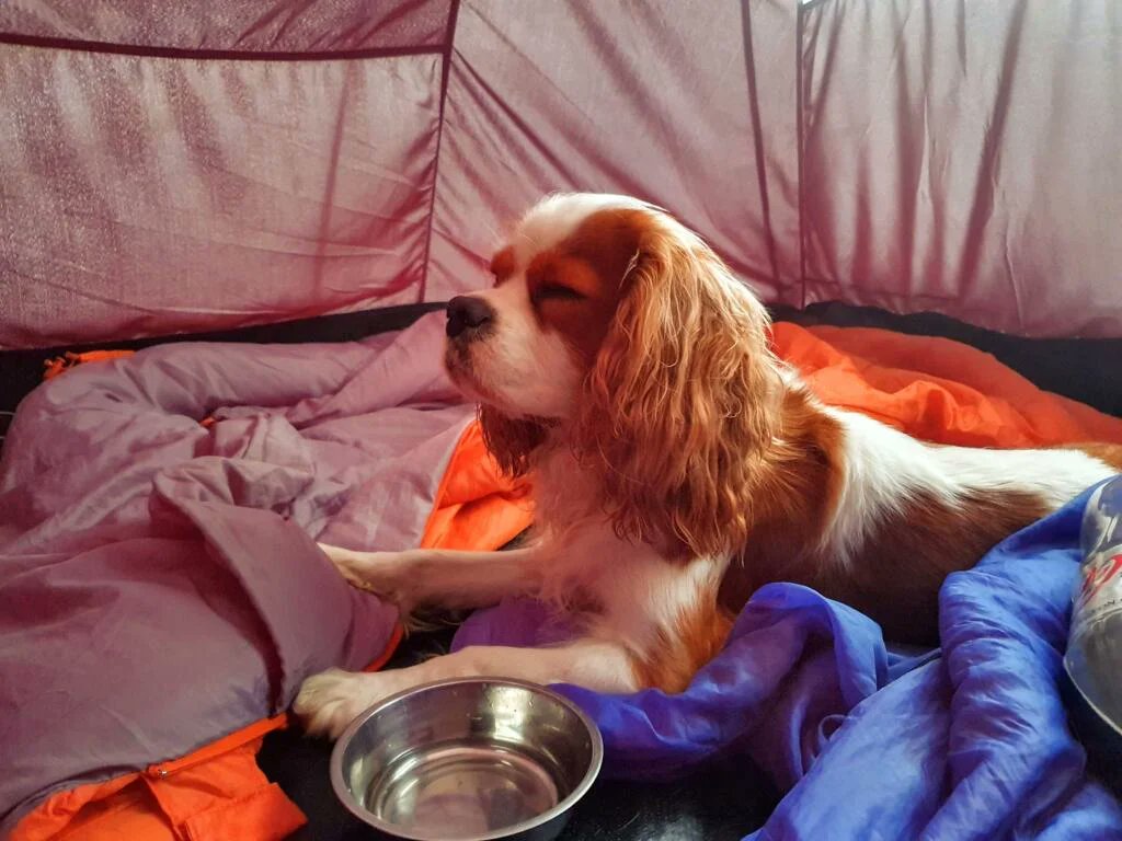 RJonTourUK's tweet photo. Blog cleaning, tidying, and updating this week. It's nice travelling down memory lane going through my old posts...
https://t.co/9PKx3HZYJX
#travelblog #dogblogger #travelblogger https://t.co/FlButK79ua