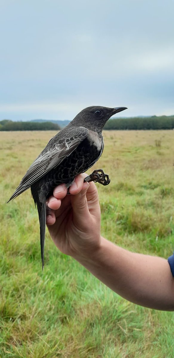 Amazing to have ringed this cracking Ring Ouzel @DorsetWildlife rewilding site Wild Woodbury this morning. An absolute stunner!! @harbourbirds @DorsetBirdClub