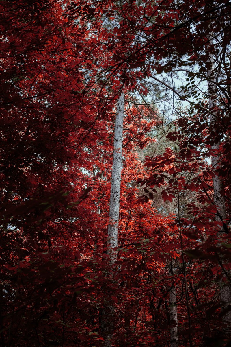 169lollo's tweet image. It was a weird dream #infrared