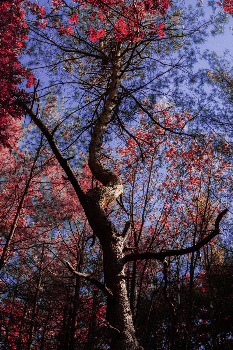 169lollo's tweet image. It was a weird dream #infrared