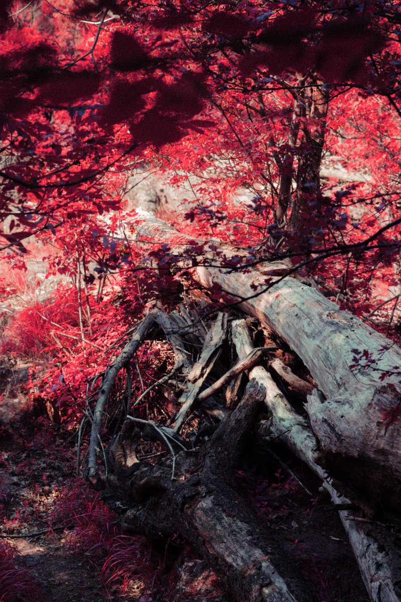 169lollo's tweet image. It was a weird dream #infrared