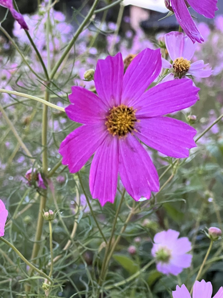 🍉あやめ🍉 tweet media