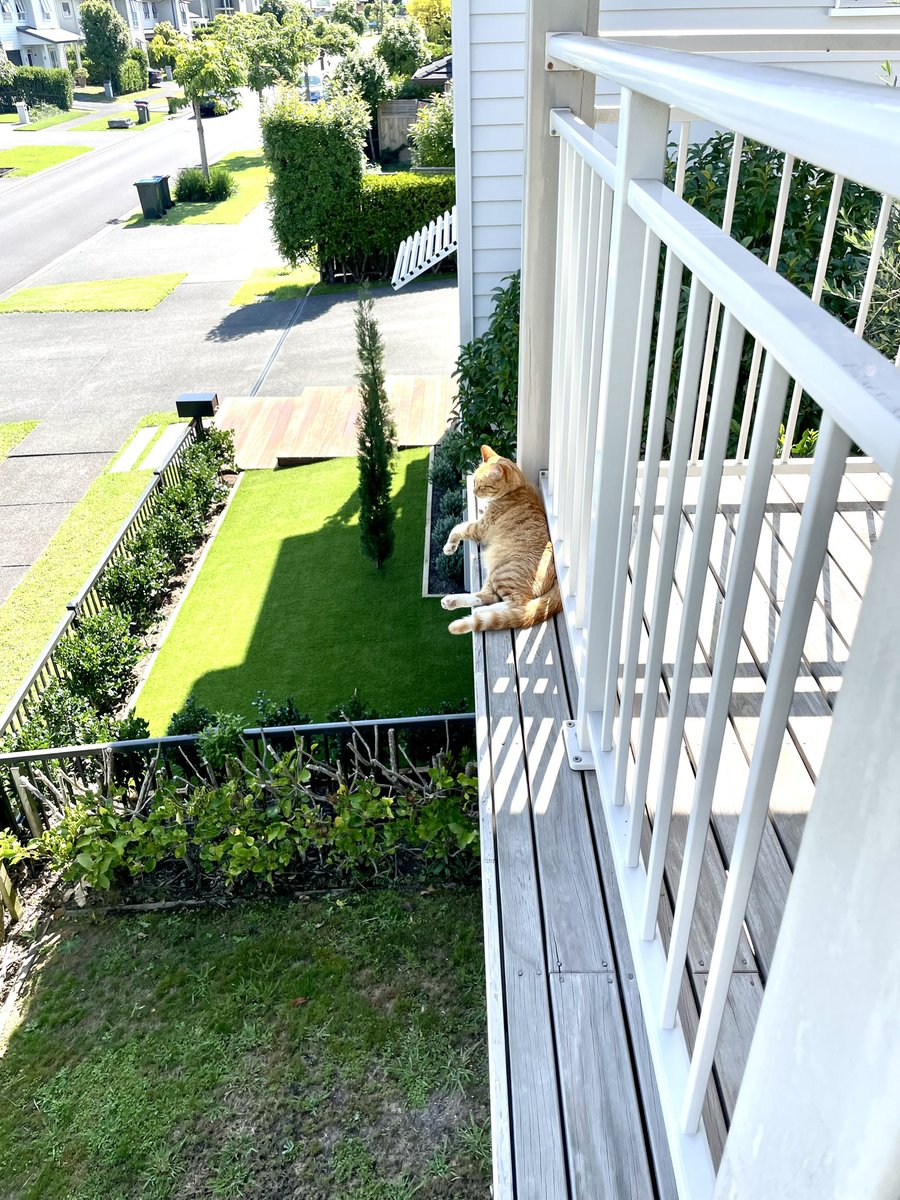 mycatvinny's tweet photo. @Art71Rachael @JaneFallon Up high is best… and then get bribed with snacks to come down. https://t.co/J5Md3CoasY
