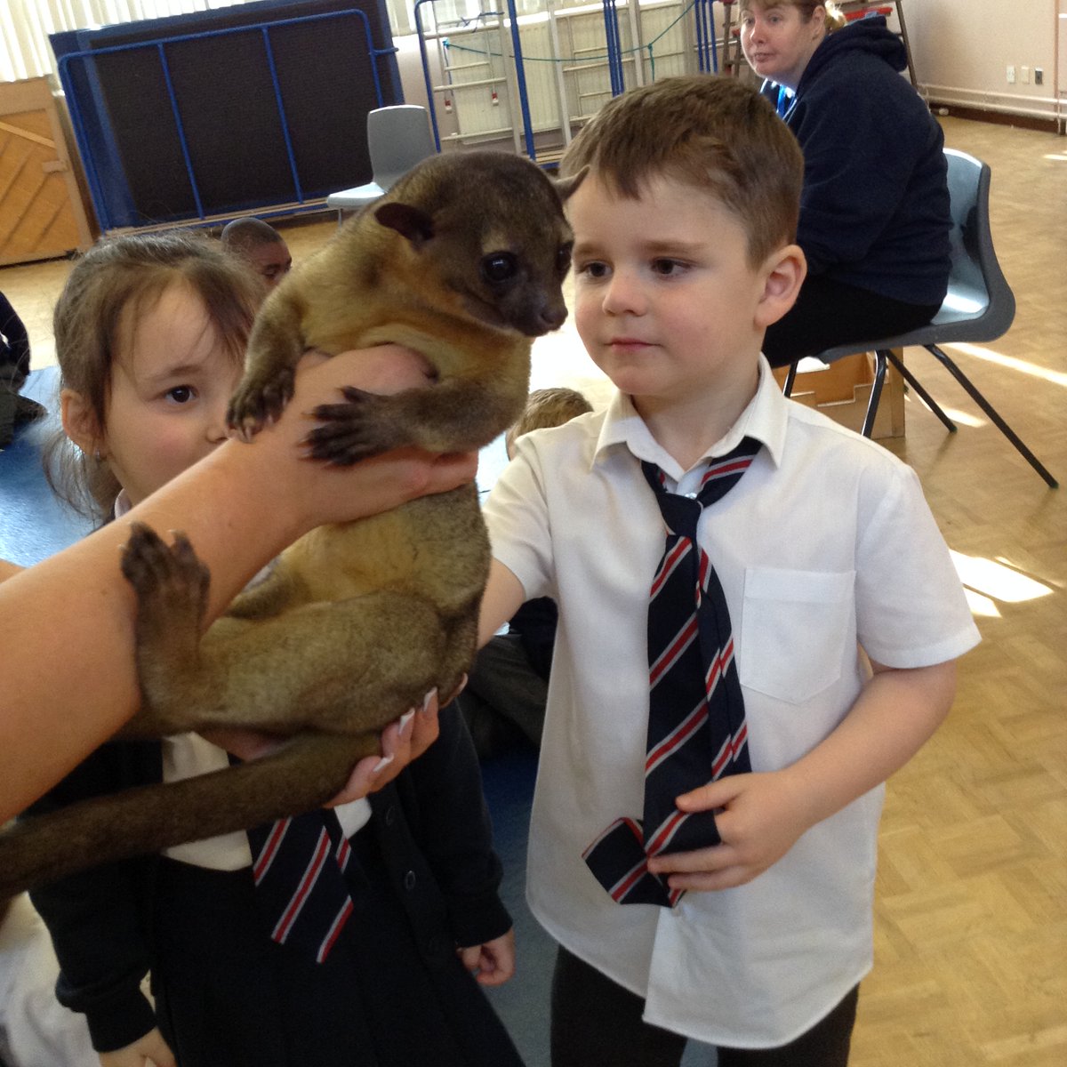 SoulsSchool's tweet photo. Year 1 loved being visited by The Animal Man. They enjoyed meeting the Honey Bear. He was very cuddly. He was still the favourite animal that visits! Thank you to Laura from The Animal Man for visiting us. Our children had a wonderful time #stewardsofcreation #Godscreation https://t.co/rfP8sPmT0W