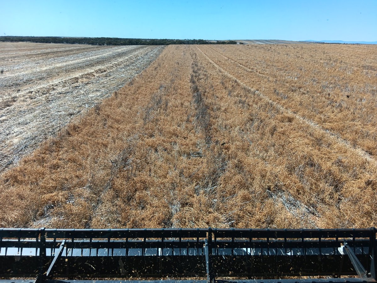 #asktwitter Low rainfall #lentil growers, what have your experiments been with the new lentil varieties Lightning and Thunder? Thunder didn't do as well here because it was on the poorer part of the paddock and got more area frosted. Highland seemed to hold its own against them.