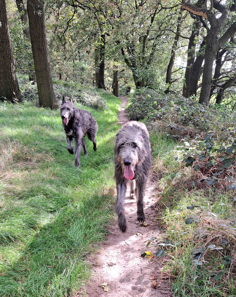 TullytheD's tweet photo. Happy #tongueouttuesday everyone 😛 Havin some fun in woods 🌲💞🐾
Wishing you a splendid day 🌞

#scottishdeerhound 
#Tullytuesday https://t.co/tJcsEyvFyd