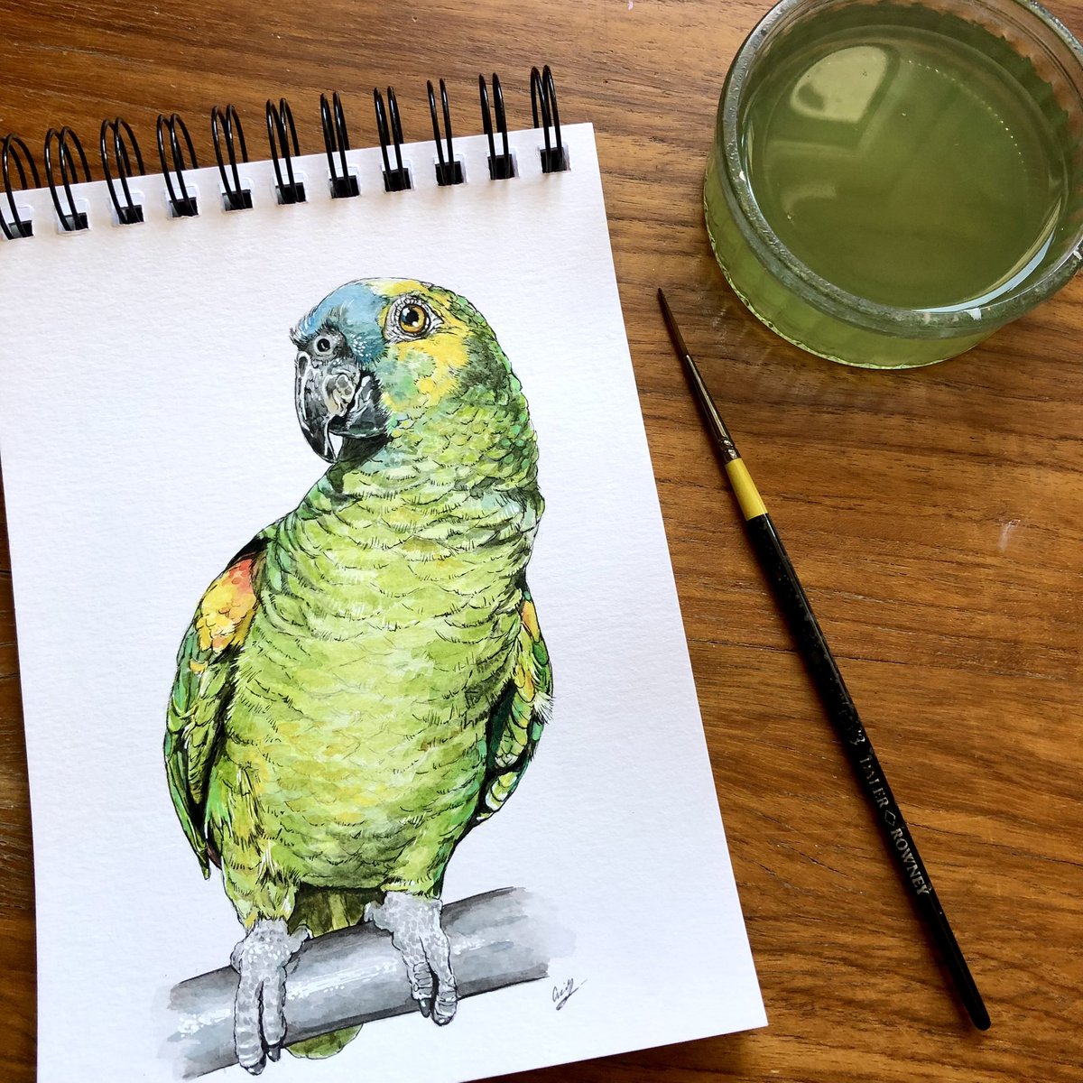 CompanyBunny's tweet photo. Watercolour pet portrait commission of a very cheeky bird named Rio! 🦜 https://t.co/TAy440eUub