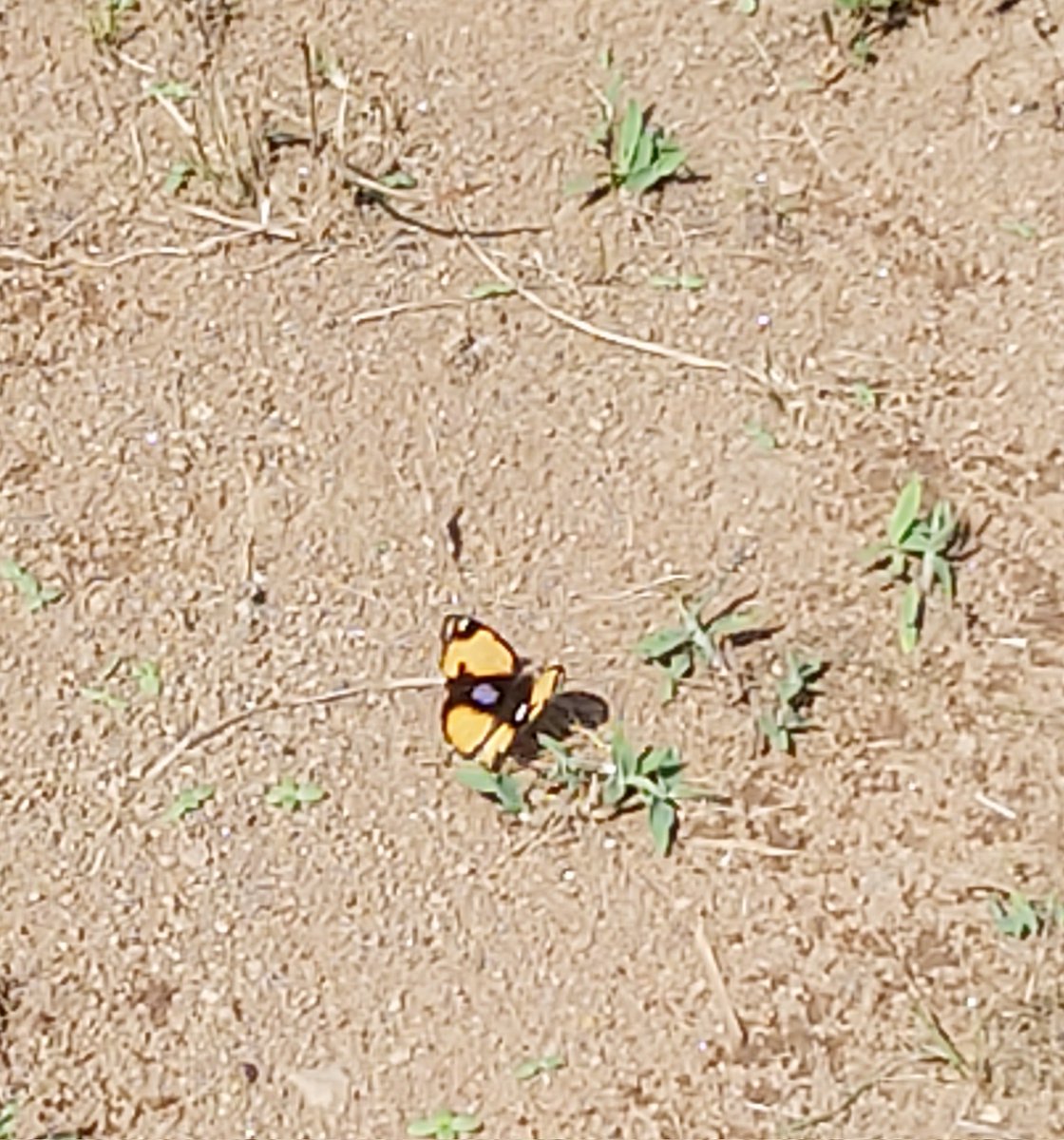 #Titlituesday yellow pansy. It is a pretty butterfly  😍🦋