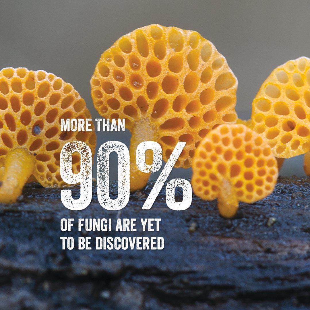 Love_plants's tweet image. All life on earth depends on biodiversity, but we are losing species before they have been described🔍

Kew’s fifth State of the World’s report reveals how to find and save these species before it’s too late🍄
👉bit.ly/SOTWPF #SOTWPF

@kewgardens @KewScience