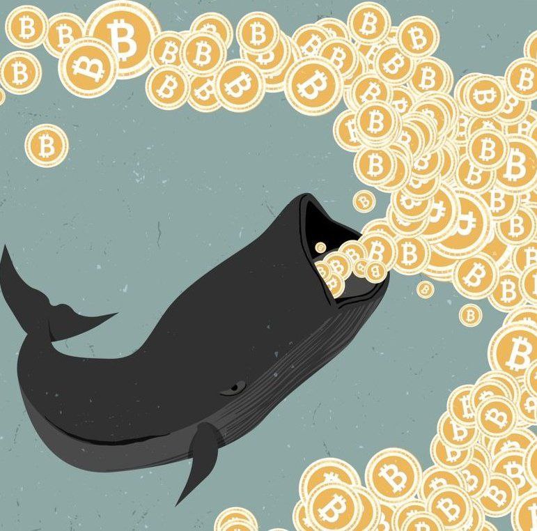 astrocriptomane's tweet image. 🐋 Una balena #Bitcoin è di nuovo attiva dopo 6 anni di sonno.

Ha appena trasferito 2.995BTC (82,3 milioni di dollari) a due nuovi indirizzi.

L'indirizzo aveva ricevuto 3.200BTC (1,47 milioni di dollari) il 7 maggio 2016, quando il prezzo di $BTC era di 459$.