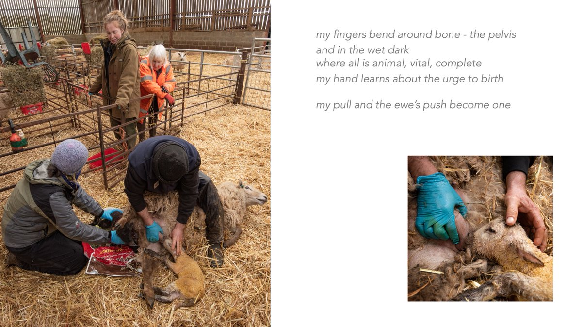 butnorain's tweet image. Tomorrow night we will be talking about our 2 yr work on the Our Upland Commons project, together with others who are discussing the importance of these special, but poorly understood places. 

Free but you do need to book.
foundationforcommonland.org.uk/events/telling…

@4CommonLand @HeritageFundUK