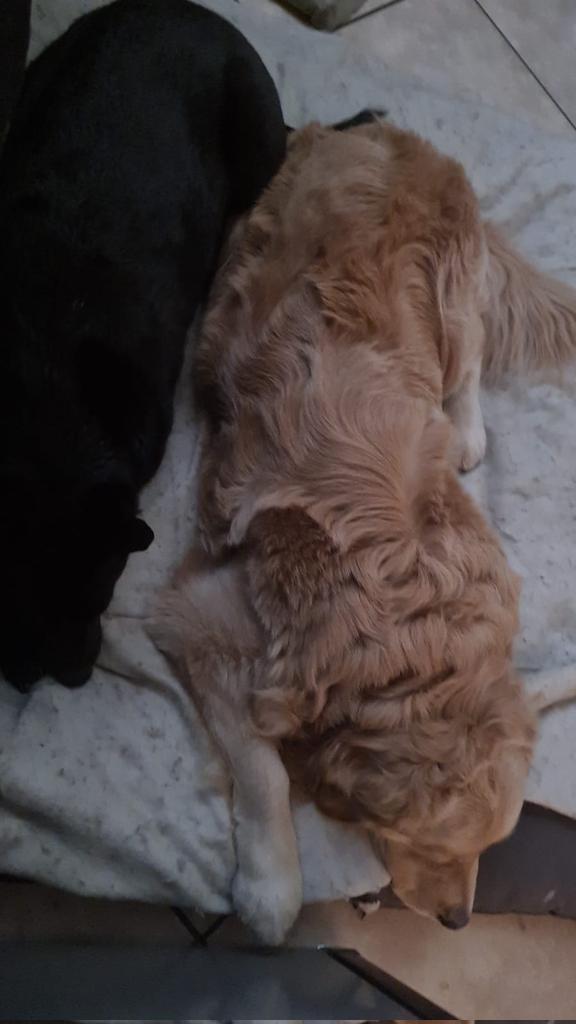 SarahFrew10's tweet photo. Got sent this at 7am... doggos at my sisters feet... she can't get up... with out them knowing, whyyy you ask? They want to go for there walkies!!! #dog https://t.co/4xUznBEJFj