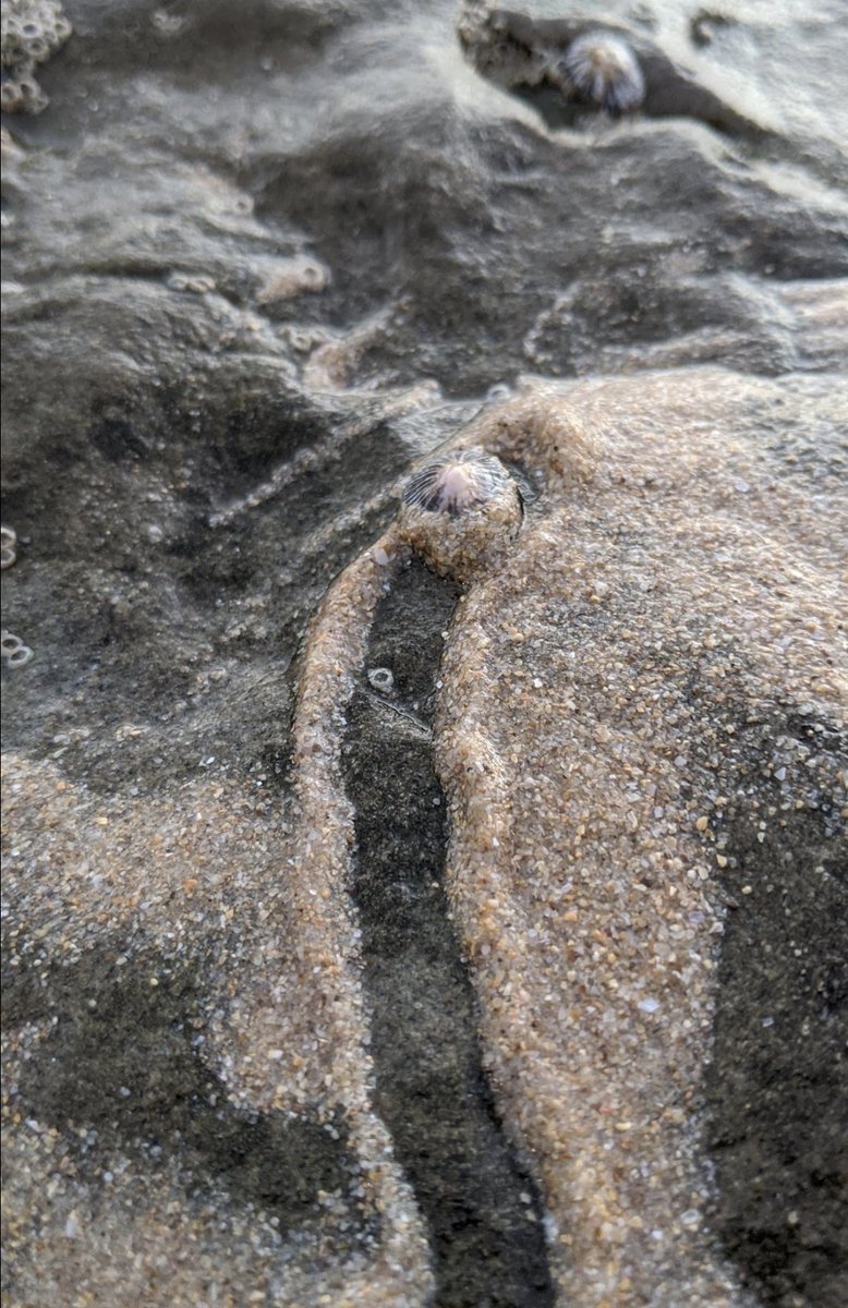 BioNept's tweet image. #intertidal wisdom🌊🧘
Do not follow where the path may lead. Go instead where there is no path and leave a trail.

#biodiversity #limpets #limpetsarecool @LOG_labo @CienciasDoMar @UMR_BOREA #speciesonthemove