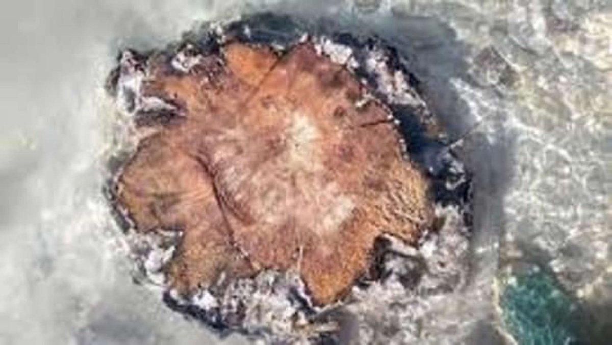 hpnode12's tweet photo. #Radiocarbon found within rings of a 14,300-year-old tree in the French Alps warns of a catastrophe of a #SolarFlare  storm of this scale. It was 10 times as powerful as the #Carrington_Event of 1859, which caused destruction in the #telegraph_system present at the time. https://t.co/MWSNI7IyIZ