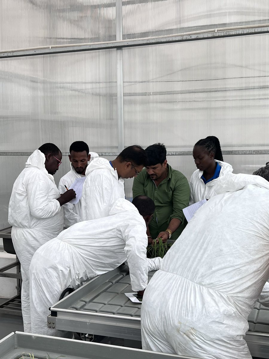 Training the next generation of Pgt race analysts!! <a href="/globalrust/">Borlaug Global Rust Initiative</a> <a href="/SridharBhavani/">Sridhar Bhavani -Wheat breeding and rusts @CIMMYT</a> <a href="/qureshi_naeela/">Naeela Qureshi</a> #DEWAS