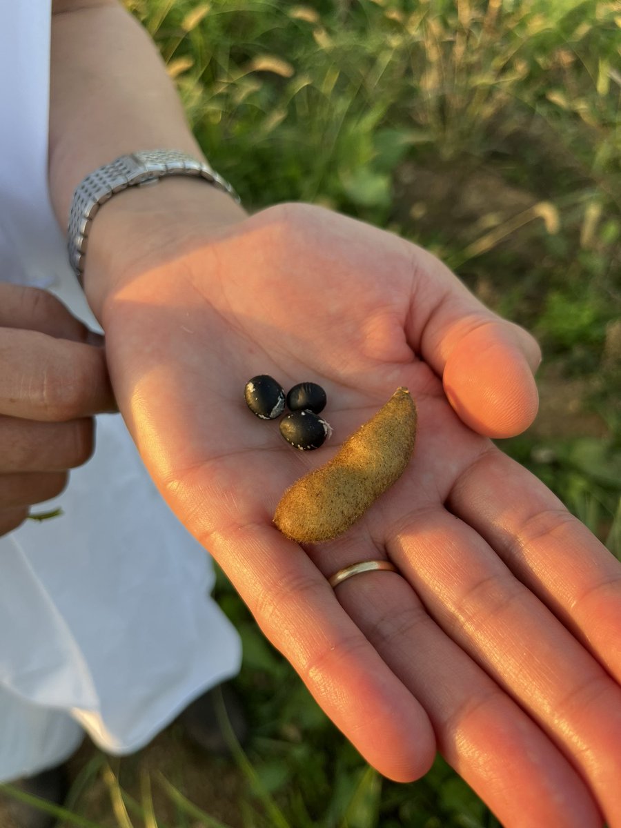 La Despensa de Lujo demuestra lo que se puede lograr desde el campo. Un lujo para el sector y para el territorio.
Encima con una simpatía desbordante después de una larga jornada.
En la 3ª foto las Alubias de Tamba enviadas por Andoni <a href="/Mugaritz/">Mugaritz</a> que ya dan sus primeros frutos.