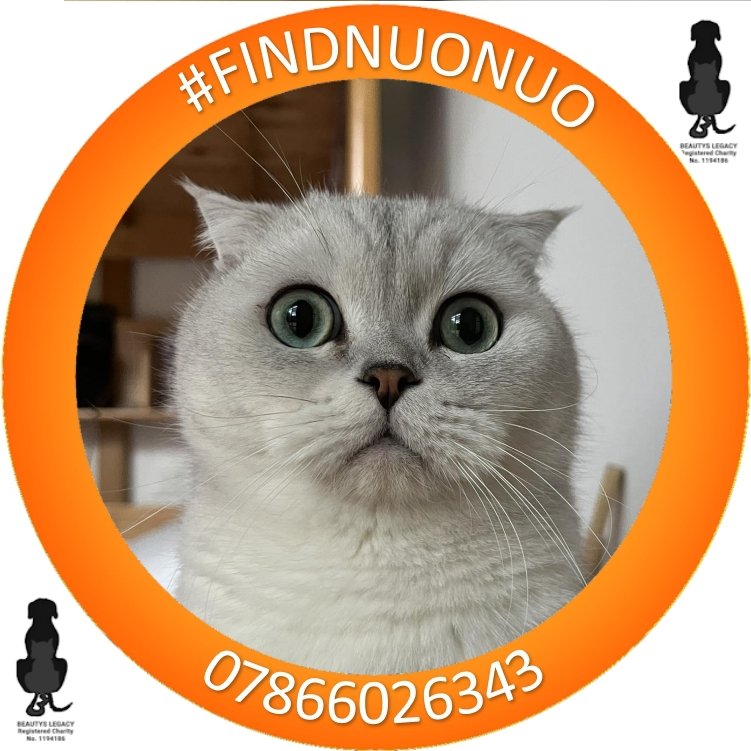 On #WorldMentalHealthDay lets hope #avonandsomersetpolice @PoliceAvon act and recover this cat. We have identified who stole him, and identified who now has him. So GO AND GET HIM BACK. His owner is at breaking point. ACT NOW. #findnuonuo @iQstudents @JaneFallon @animalstaruk