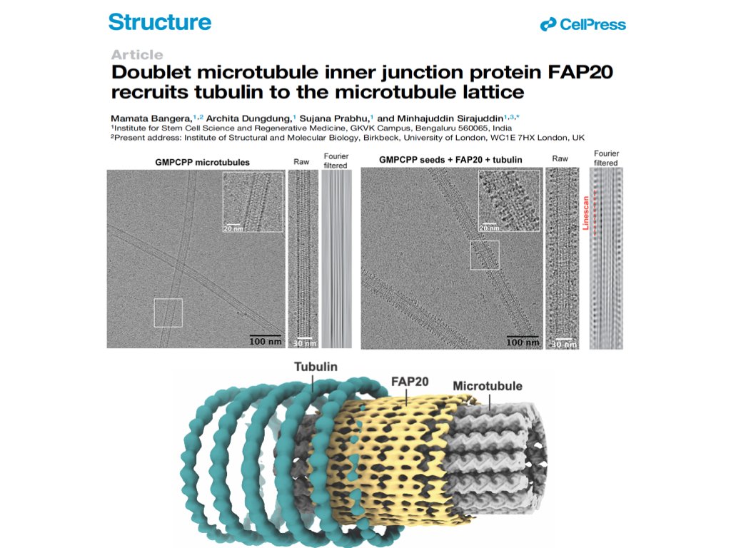 New paper @Structure_CP from @cytoskeletonlab by @MamataBangera et al., We purify an essential ciliary protein and show its role in doublet microtubule formation using #cryoEM @DBT_inStem @DBTIndia @India_Alliance @serbonline @IFCPAR @EMBO_YIP Read here tinyurl.com/dMTFAP20