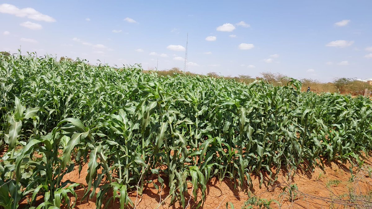 FAOSomalia's tweet photo. FAO's work in Dollow, Somalia, is helping IDPs produce their own food, disproving the notion that they just sit in camps and wait for aid.

The joint resilience project aims to strengthen resilience for almost 25,000 families in Jubaland thanks to @KfW_FZ_int funding. https://t.co/tPj2pWQVq4