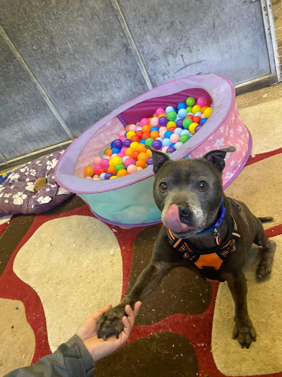 Good morning Staffy Lovers!
Could we ask a favour please today, attached to this post is a write up on our beautiful boy Ninja plus 3 fabulous photos of him too!
Could we ask you to share him and let everyone see how gorgeous he really is! Thank you 😊
seniorstaffyclub.co.uk/adopt-a-staffy… 💙