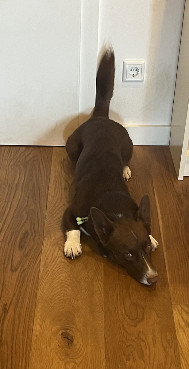 SiriusDrakeCGBI's tweet image. Timeline cleanser.
I am sure that’s super comfy…..?
#dogcontent
#dogsoftwitter