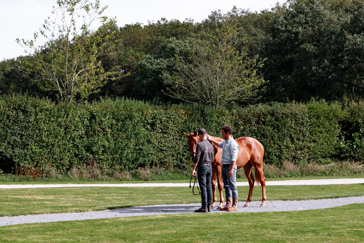 TCC_AcfEquine's tweet image. #Yearlingprep in full swing, captured by @zuzanna_lupa 👉🏻Looking forward to meet you Yard B next week at @InfoArqana October Sale with our exciting draft of 15 yearlings by hot sires #BluePoint, #Siyouni, #LopedeVega &amp;amp; first-crop sires #PersianKing, #HelloYoumzain, #Wooded...