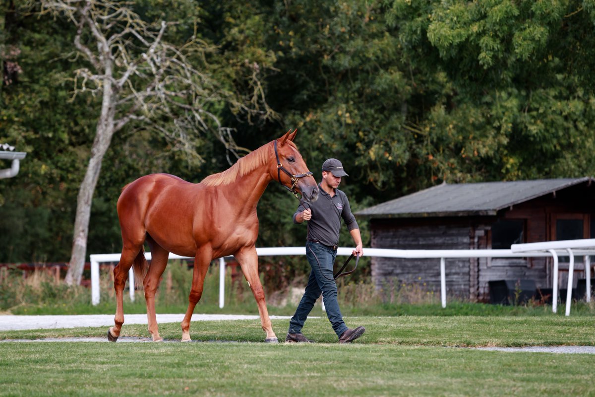TCC_AcfEquine's tweet image. #Yearlingprep in full swing, captured by @zuzanna_lupa 👉🏻Looking forward to meet you Yard B next week at @InfoArqana October Sale with our exciting draft of 15 yearlings by hot sires #BluePoint, #Siyouni, #LopedeVega &amp;amp; first-crop sires #PersianKing, #HelloYoumzain, #Wooded...