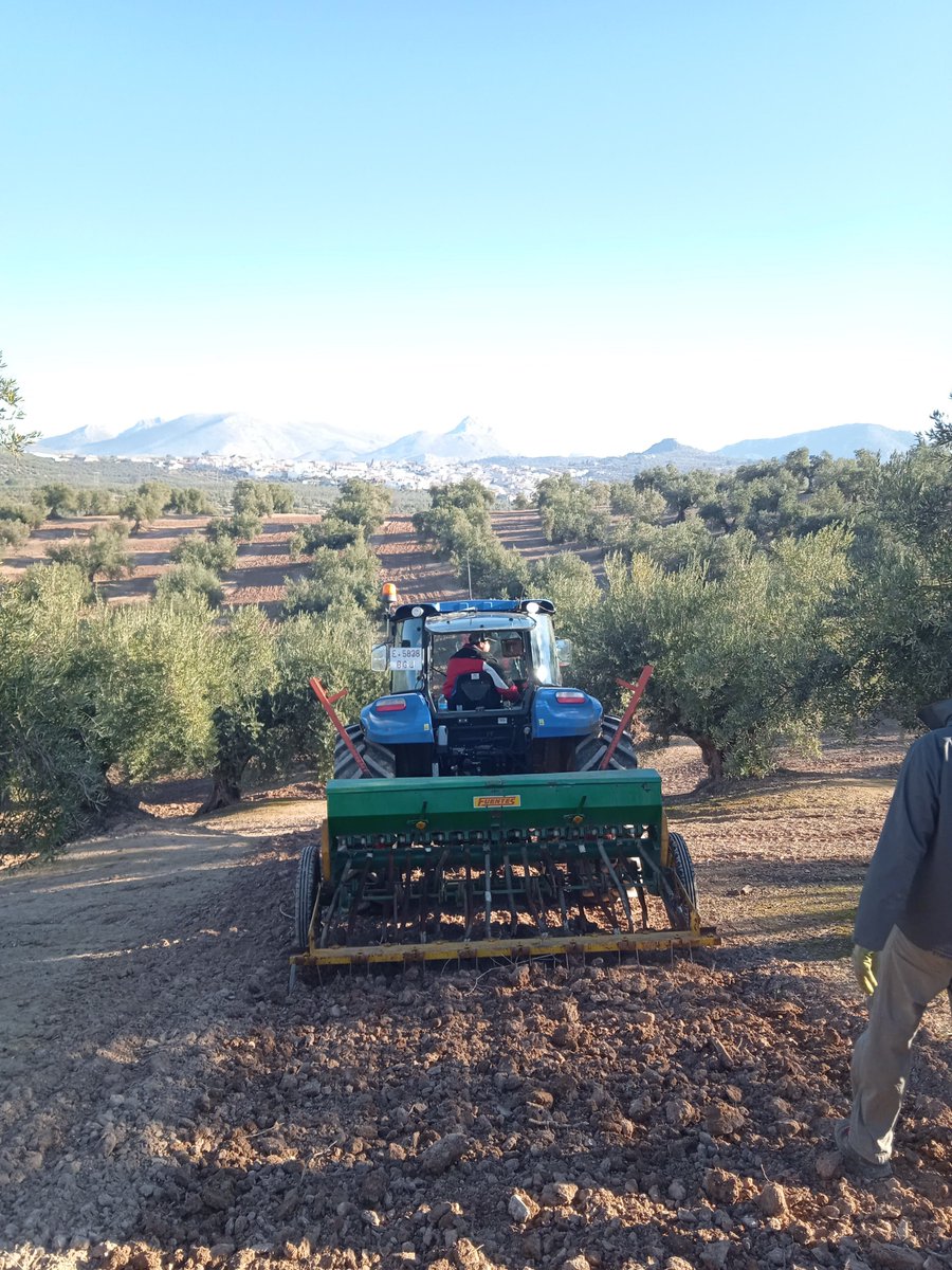 Ahora es fundamental reforzar la intervención con la implantación de cubiertas vegetales #CoverOlive tal y como comenta el propio Francisco en el primer video o el origen del problema seguirá ahí y antes o después volveremos a tener un evento excepcional con el suelo desprotegido