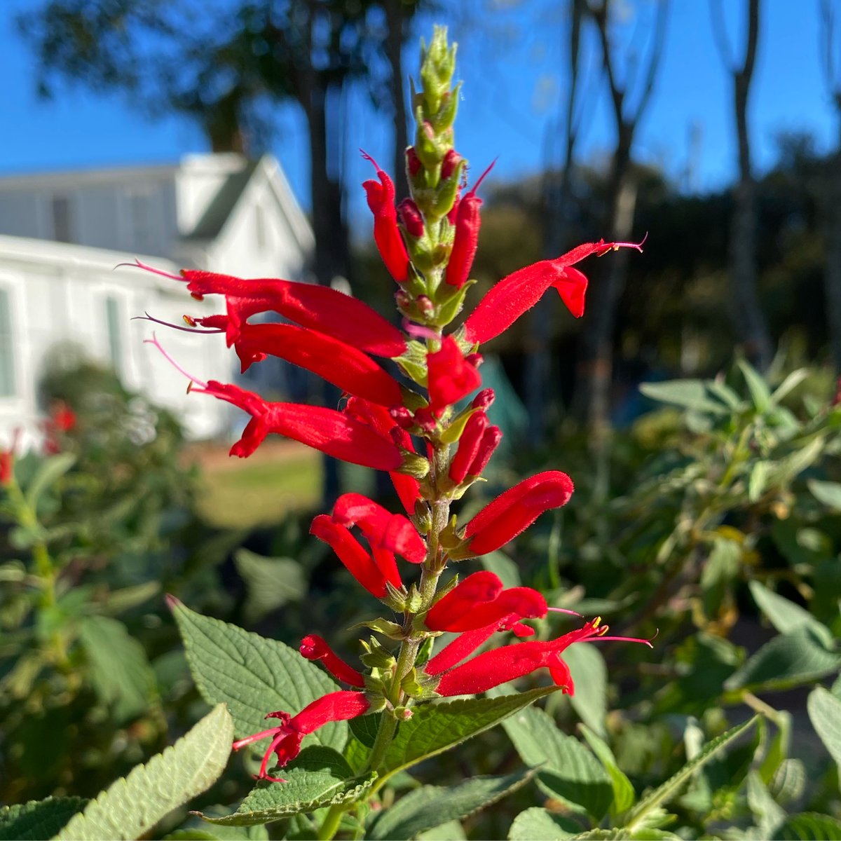 A bright, beautiful day with red salvia blooming at the Piedmont Physic Garden #salvia #gardening #GardenersWorld #UpstateSC #Flowers #redflowers