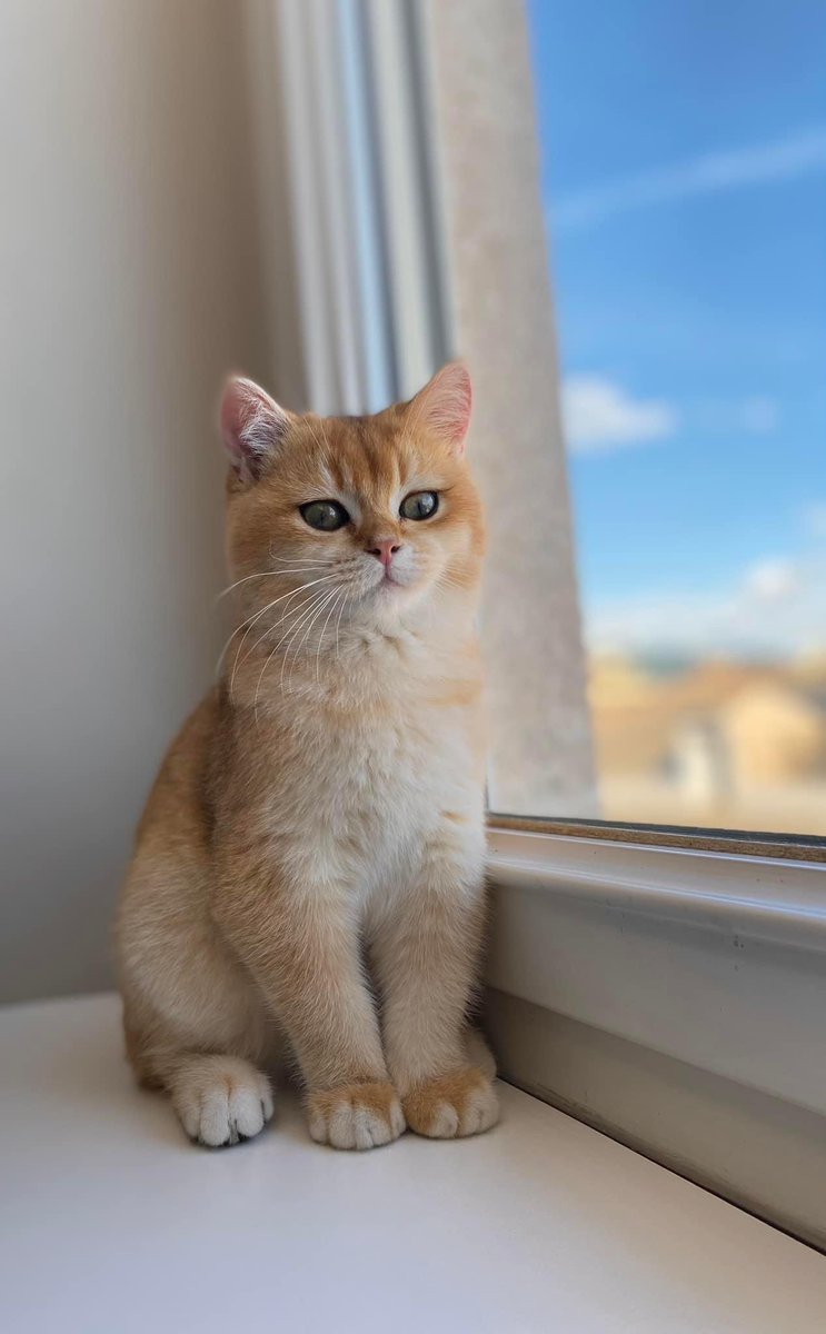 wattia_'s tweet photo. La piccola grande famiglia dei British #5035 🐻

 #catsofig #catsofinstagram #catsig #catsofworld #catsoftwitter #cats #cat #gatti #gatto #kittens #catsontwitter #caturday #catslover #cutecats #cuteanimals #animals #animali #britishshorthair #10ottobre https://t.co/aJ6CRlNmlw