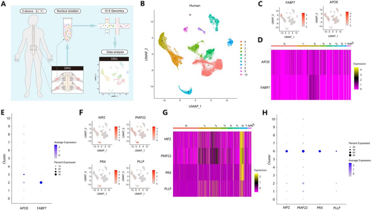 journal_aps's tweet photo. Donghang Zhang et al. used high-throughput single-nucleus #RNA sequencing to map the #cellular and molecular heterogeneity of satellite #glial cells (#SGCs) and #Schwann cells (SCs) in the human DRG.
https://t.co/IthoboEs1L https://t.co/CXb0Jxmz6N