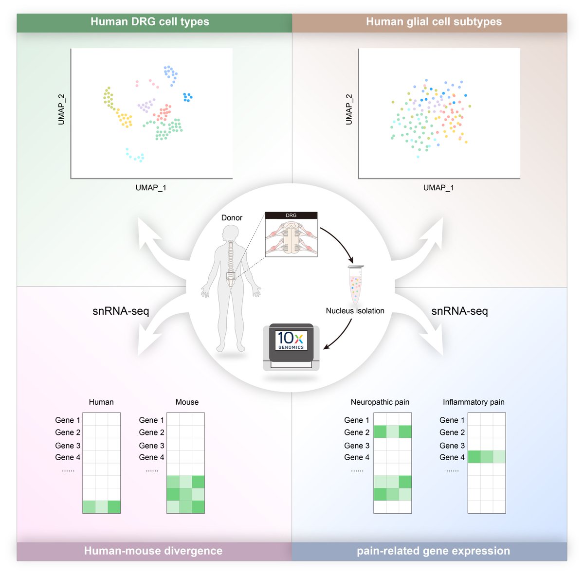 journal_aps's tweet photo. Donghang Zhang et al. used high-throughput single-nucleus #RNA sequencing to map the #cellular and molecular heterogeneity of satellite #glial cells (#SGCs) and #Schwann cells (SCs) in the human DRG.
https://t.co/IthoboEs1L https://t.co/CXb0Jxmz6N