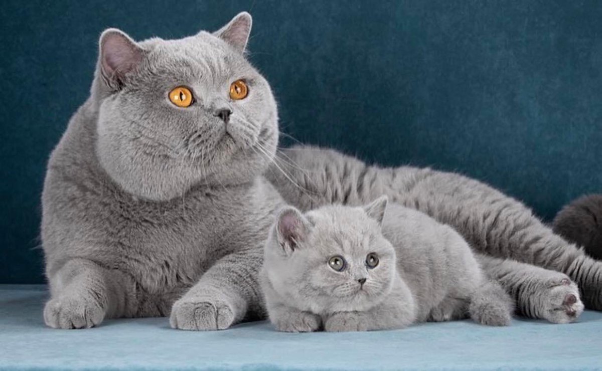 wattia_'s tweet photo. La piccola grande famiglia dei British #5032 🐻

 #catsofig #catsofinstagram #catsig #catsofworld #catsoftwitter #cats #cat #gatti #gatto #kittens #catsontwitter #caturday #catslover #cutecats #cuteanimals #animals #animali #britishshorthair #10ottobre https://t.co/PF1V1XFfdQ