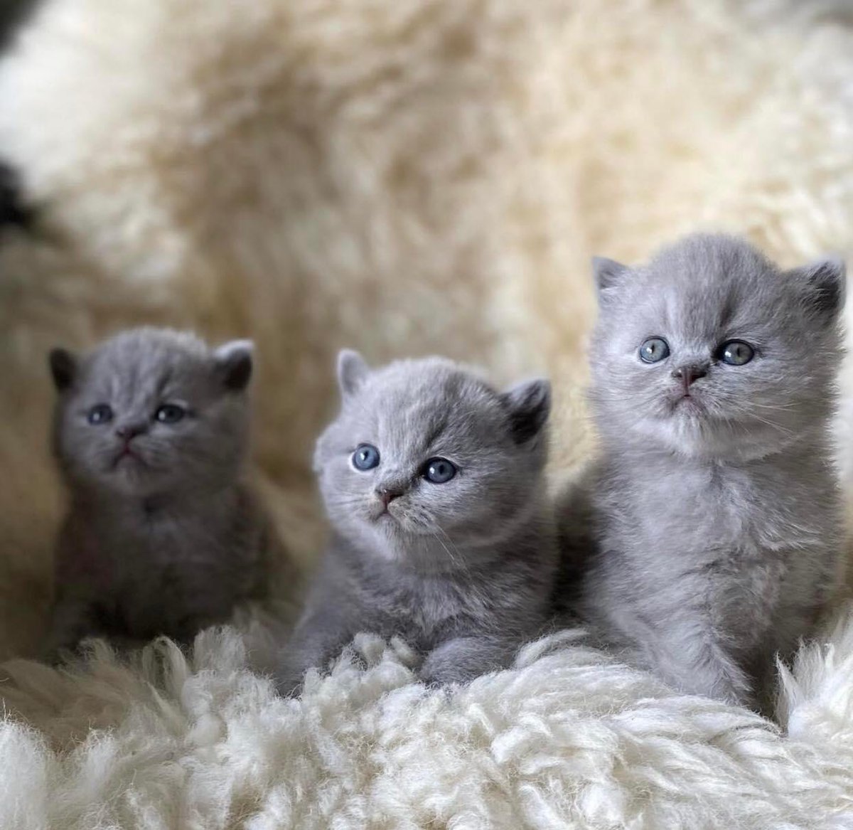 wattia_'s tweet photo. La piccola grande famiglia dei British #5032 🐻

 #catsofig #catsofinstagram #catsig #catsofworld #catsoftwitter #cats #cat #gatti #gatto #kittens #catsontwitter #caturday #catslover #cutecats #cuteanimals #animals #animali #britishshorthair #10ottobre https://t.co/PF1V1XFfdQ