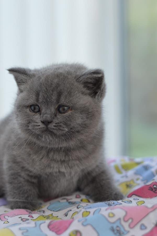 wattia_'s tweet photo. La piccola grande famiglia dei British #5033 🐻

 #catsofig #catsofinstagram #catsig #catsofworld #catsoftwitter #cats #cat #gatti #gatto #kittens #catsontwitter #caturday #catslover #cutecats #cuteanimals #animals #animali #britishshorthair #10ottobre https://t.co/Um1jpRs1kz