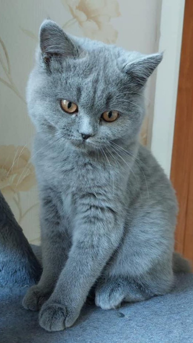 wattia_'s tweet photo. La piccola grande famiglia dei British #5034 🐻

 #catsofig #catsofinstagram #catsig #catsofworld #catsoftwitter #cats #cat #gatti #gatto #kittens #catsontwitter #caturday #catslover #cutecats #cuteanimals #animals #animali #britishshorthair #10ottobre https://t.co/klsHvLQvkI