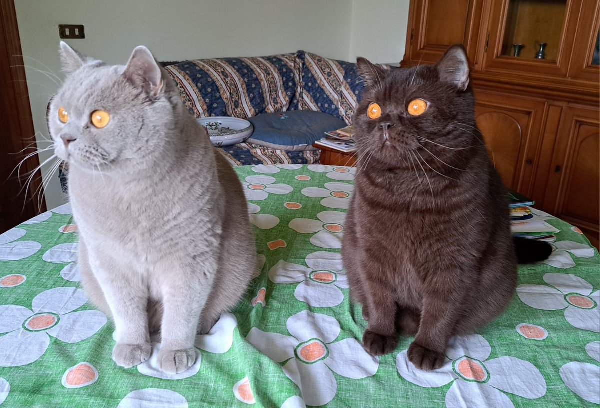 wattia_'s tweet photo. La piccola grande famiglia dei British #5034 🐻

 #catsofig #catsofinstagram #catsig #catsofworld #catsoftwitter #cats #cat #gatti #gatto #kittens #catsontwitter #caturday #catslover #cutecats #cuteanimals #animals #animali #britishshorthair #10ottobre https://t.co/klsHvLQvkI