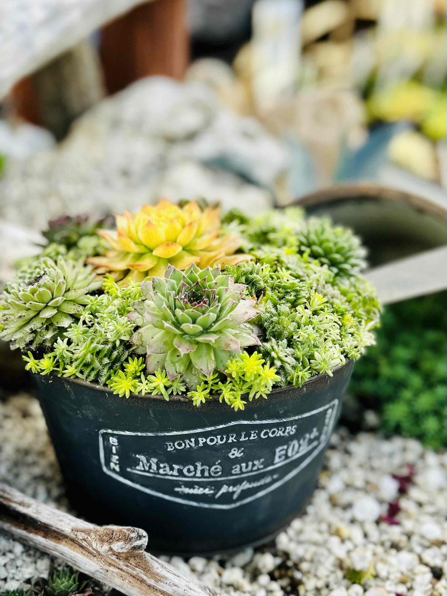 ガーデンセンター富里店】 庭植えOKな多肉植物 #センペルビウム