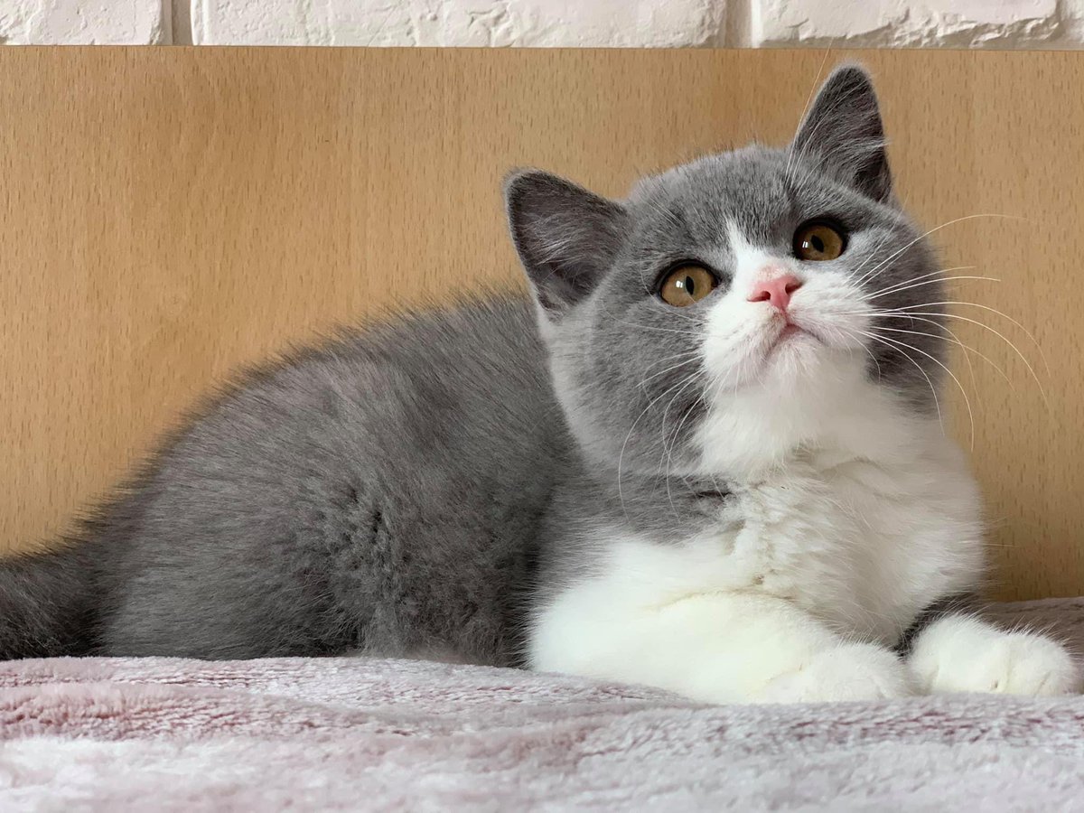 wattia_'s tweet photo. La piccola grande famiglia dei British #5038 🐻

 #catsofig #catsofinstagram #catsig #catsofworld #catsoftwitter #cats #cat #gatti #gatto #kittens #catsontwitter #caturday #catslover #cutecats #cuteanimals #animals #animali #britishshorthair #10ottobre https://t.co/1u23riczYO