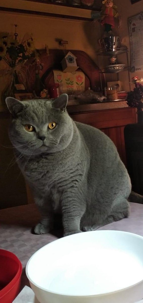 wattia_'s tweet photo. La piccola grande famiglia dei British #5036 🐻

 #catsofig #catsofinstagram #catsig #catsofworld #catsoftwitter #cats #cat #gatti #gatto #kittens #catsontwitter #caturday #catslover #cutecats #cuteanimals #animals #animali #britishshorthair #10ottobre https://t.co/l93bV2oKk0